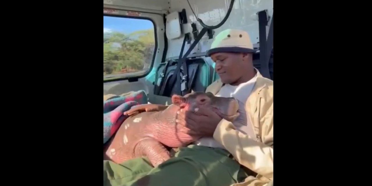 Un nuevo comienzo para ‘Bumpy’: El pequeño hipopótamo huérfano que conmueve a Kenia