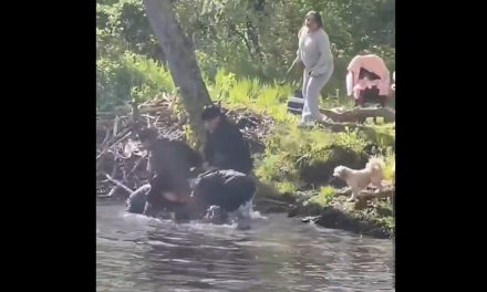 Castor pelea su territorio con familia que hacía un picnic (video)