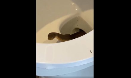 Terror nivel: se aparece una cobra dentro de un inodoro en hotel de Filipinas
