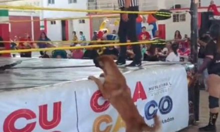 ¡La lucha, la lucha! Lomito sorprende a disfrutar de una función de lucha libre