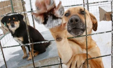 Centro de Control Canino de Torreón prioriza la tenencia responsable de animales y las acciones de salud pública