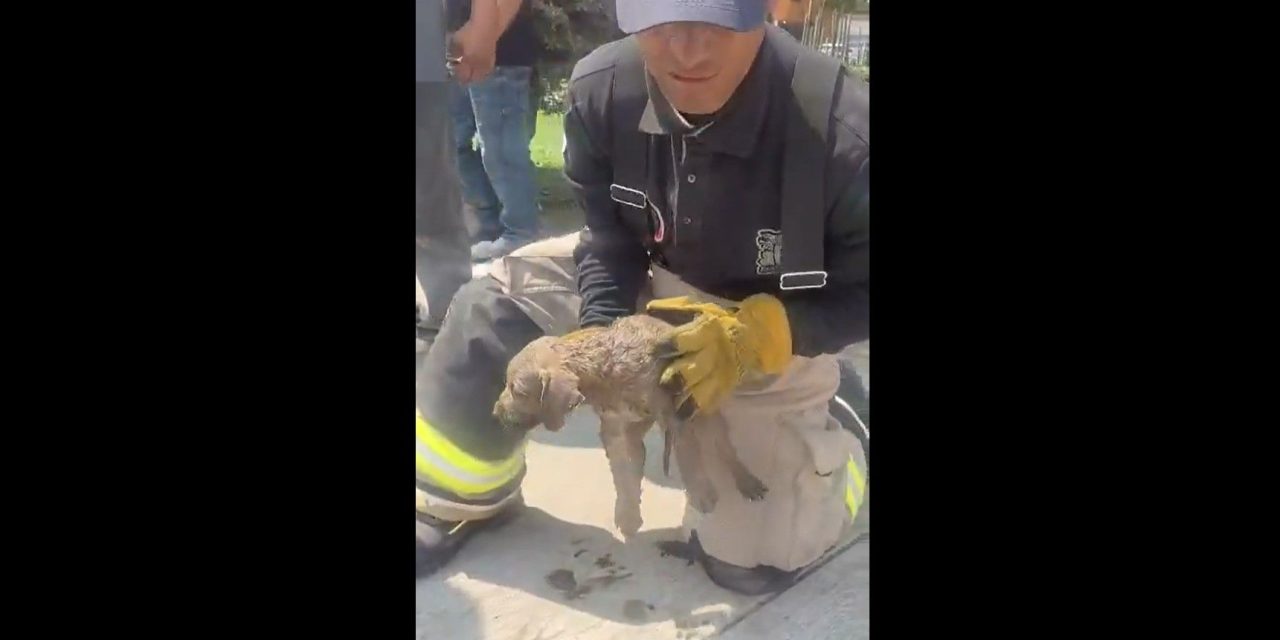Bomberos y vecinos rescatan a  lomitos atrapados en drenaje de Ecatepec
