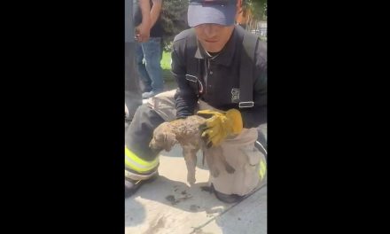 Bomberos y vecinos rescatan a  lomitos atrapados en drenaje de Ecatepec