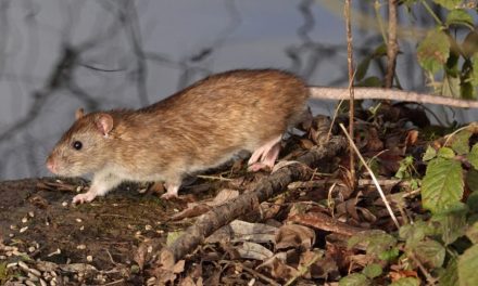 OMS confirma 11 casos de hantavirus y mantiene vigilancia internacional