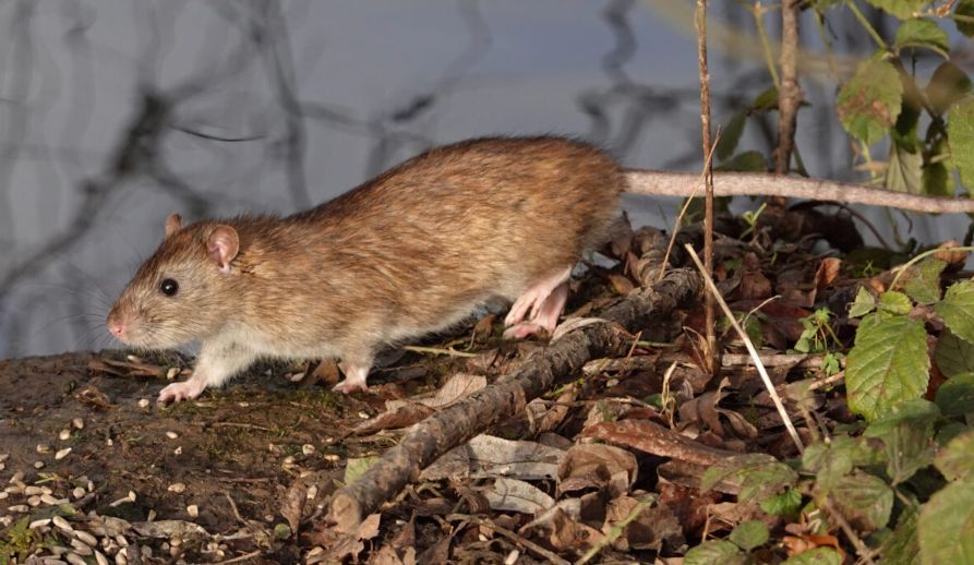 OMS confirma 11 casos de hantavirus y mantiene vigilancia internacional