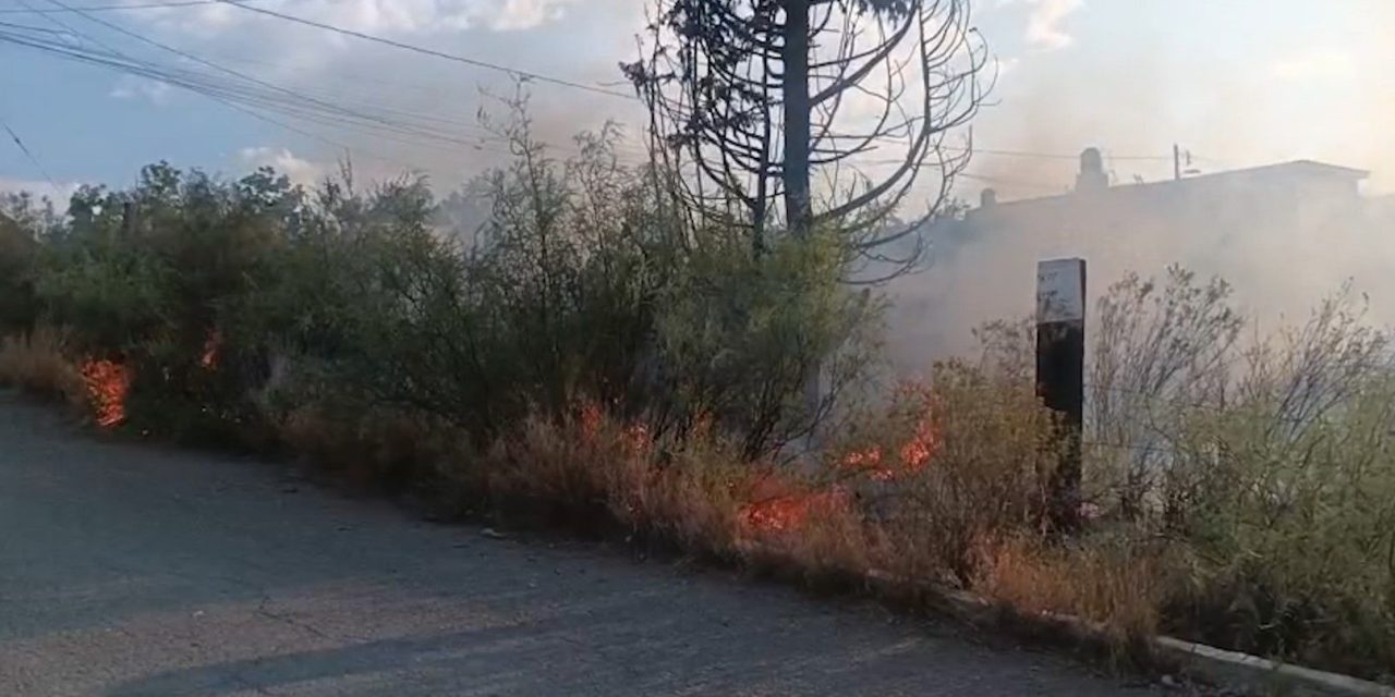 Incendio consume enorme pino y maleza en la colonia Los Ángeles de Parras