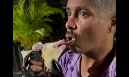 Intenta meter una zarigüeya a su boca ‘por broma’ y termina con una mordida (video)