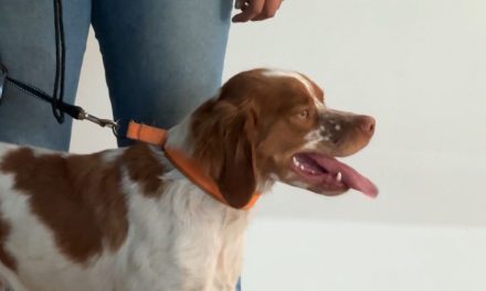 Se integrará REX a empresa AGSAL