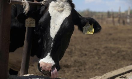 Mantienen bajo control presencia del gusano barrenador en la región