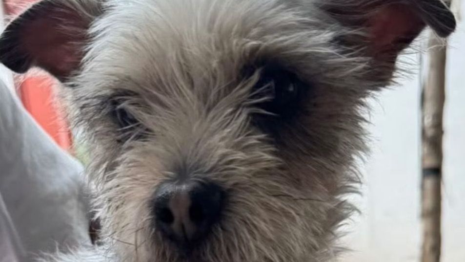 Control Canino de Torreón ofrece servicios veterinarios gratuitos