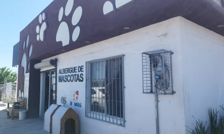 Continúan jornadas de vacunación y desparasitación para animales en Ramos Arizpe