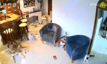 Así reaccionaron unos animales tras el sismo en Venezuela (video)