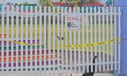 Saltillo:  Ataque de abejas deja a cinco menores lesionados