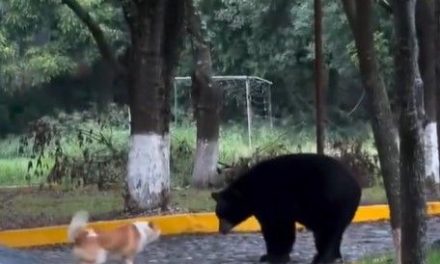 Perro se enfrenta a oso negro en calles de Monterrey (video)