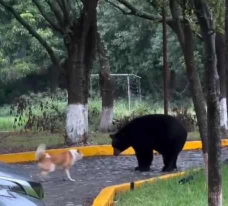 Perro se enfrenta a oso negro en calles de Monterrey (video)