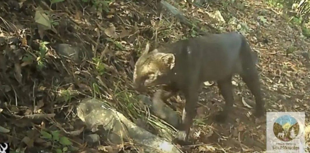 Hidalgo confirma presencia de las 6 especies de felinos de México tras avistamiento de yaguarundi