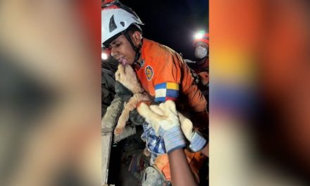 Ella es Giselle, la perrita que sobrevivió cinco días bajo los escombros en Venezuela