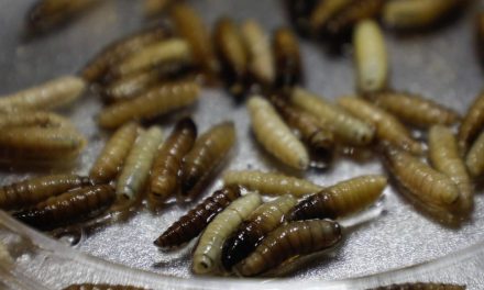 México y Estados Unidos inaugurarán planta en Chiapas para combatir plaga ganadera