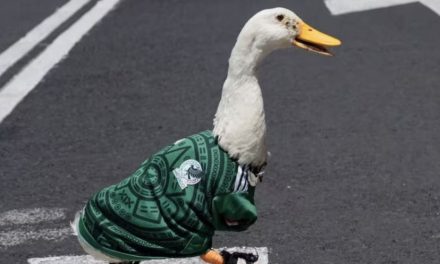 Merlín, el pato viral del Mundial 2026, busca convertirse en marca registrada