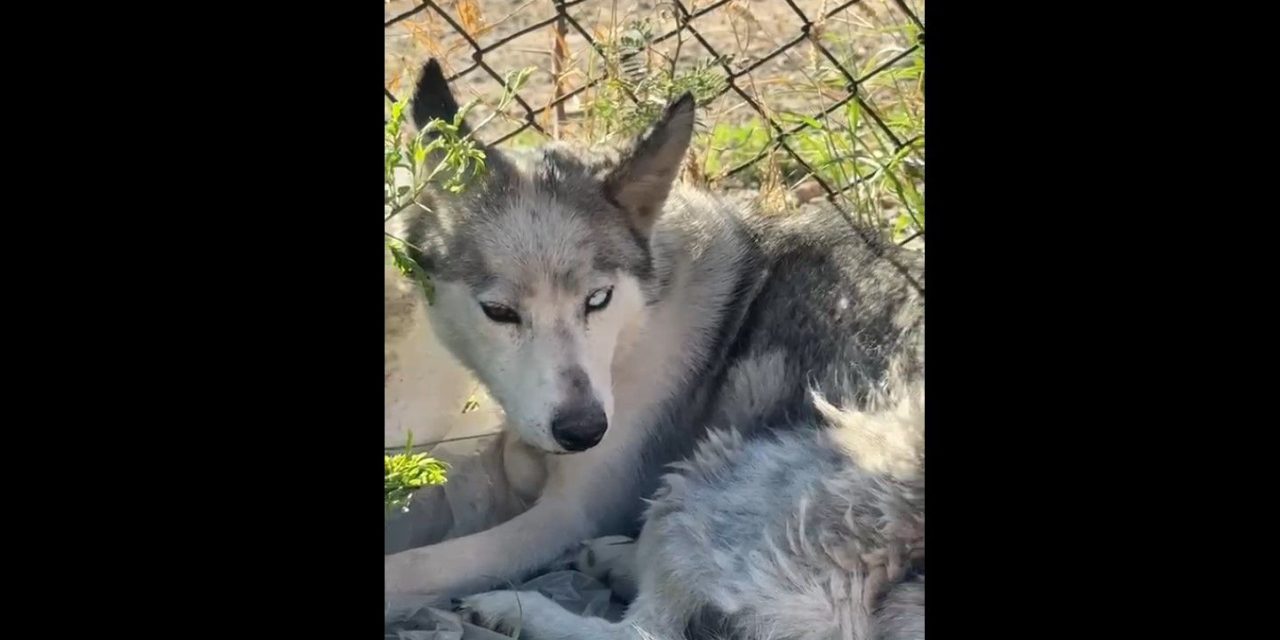 Perrita recibe ayuda gracias a la señal de RCG Media