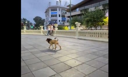 Perrito con corte de león causa sensación en redes sociales