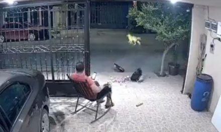 ¡Perritos provocan accidente y arruinan la carnita asada familiar!