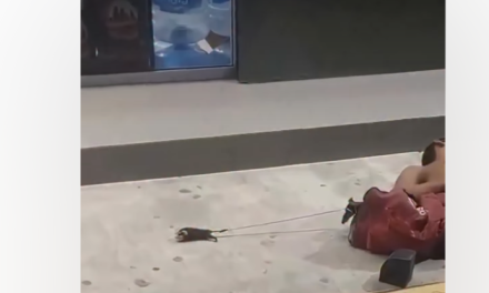 Video: Tlacuache bebé es amarrado junto a hombre en Cancún y causa indignación