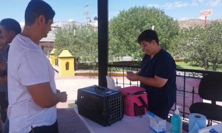 Vacunan y desparasitan a más de 70 mascotas en Ramos Arizpe