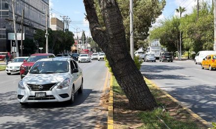 Podarán árbol en el camellón central de V. Carranza entre Luis Echeverría y Reynosa