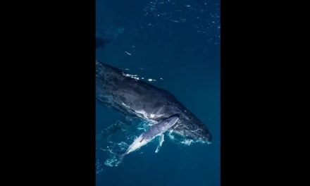 Video: Captan el nacimiento de una ballena jorobada en las costas de Australia