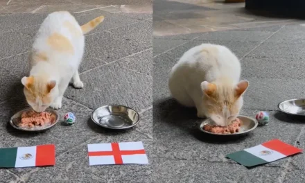 Coco, el gato de Palacio Nacional, predice victoria de México sobre Inglaterra