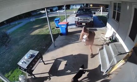 ¿Todo bien en casa? Repartidor de UPS le lanza una caja  a un perro y luego intenta pelear con el dueño