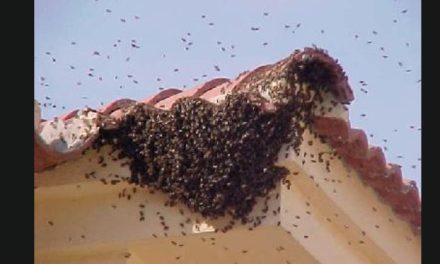 Aumentan reportes por enjambres de abejas en Saltillo