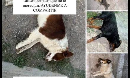 Denuncian presunto envenenamiento de 6 perros en San Antonio de las Alazanas