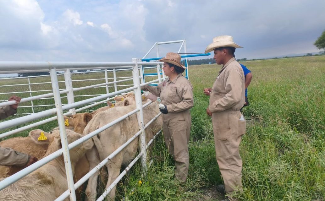 Listo Coahuila para reanudar exportaciones de ganado