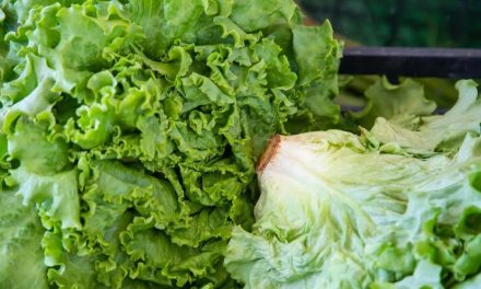 FDA corrige prueba sobre lechuga mexicana, pero investiga brote de ‘diarrea’