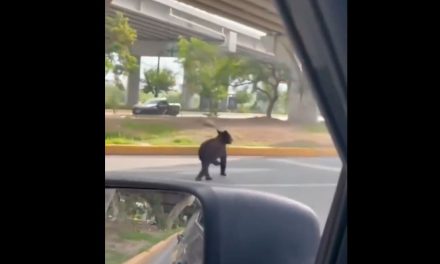 Captan a oso negro caminando por avenida Morones Prieto en Santa Catarina