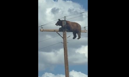Oso le gana a la IA y es captado en la cima de un poste en una carretera de Nuevo México