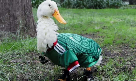 ¿Recuerdas al pato Merlín? Ya hicieron unos tenis inspirados en su historia