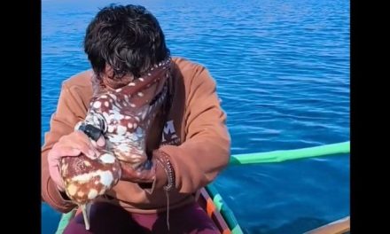 Video: Pulpo se defiende de pescador y se adhiere a su cara en playas de Filipinas