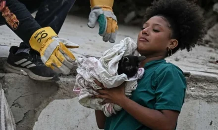 Refugios en Venezuela albergan a cientos de mascotas rescatadas tras el devastador doble terremoto