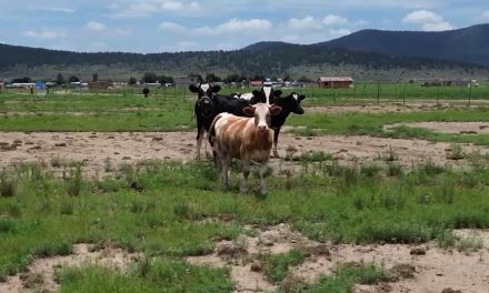Suman 40 casos de gusano barrenador en diversas regiones de Coahuila