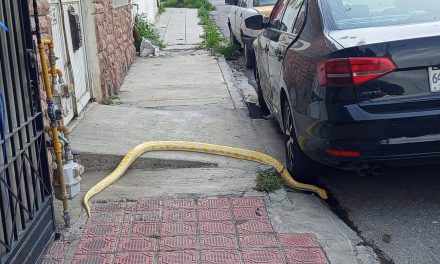 Aparece una víbora en pleno centro de Saltillo