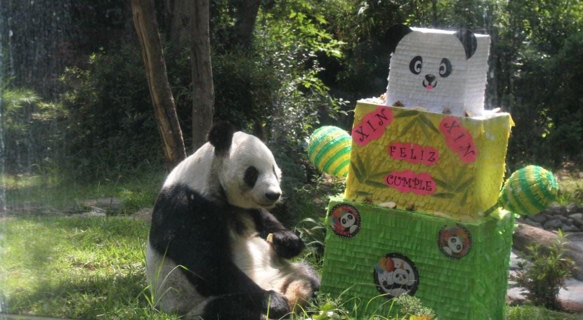 La panda Xin Xin cumple 36 años en Chapultepec, es una de las más longevas