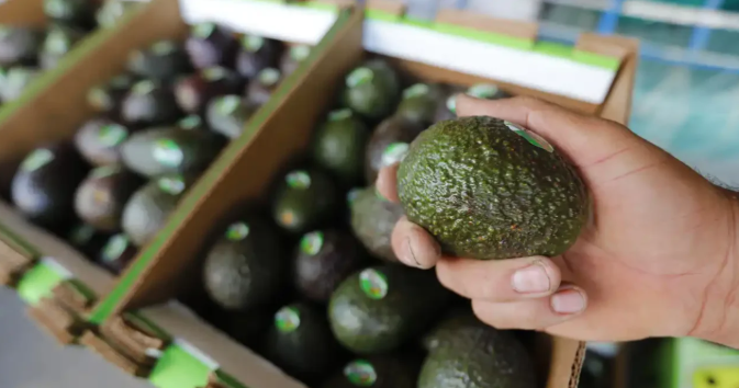 California busca limitar estacionalmente la entrada de aguacate mexicano a EE. UU.