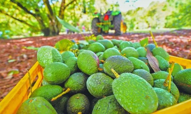 Suspende EE.UU. nuevos embarques de aguacate de Michoacán por motivos de seguridad