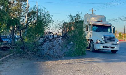 Árbol amanece caído sobre Isidro López en la colonia Brisas