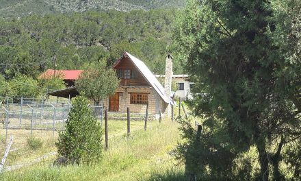 Aumentan mordeduras por víbora de cascabel en Arteaga