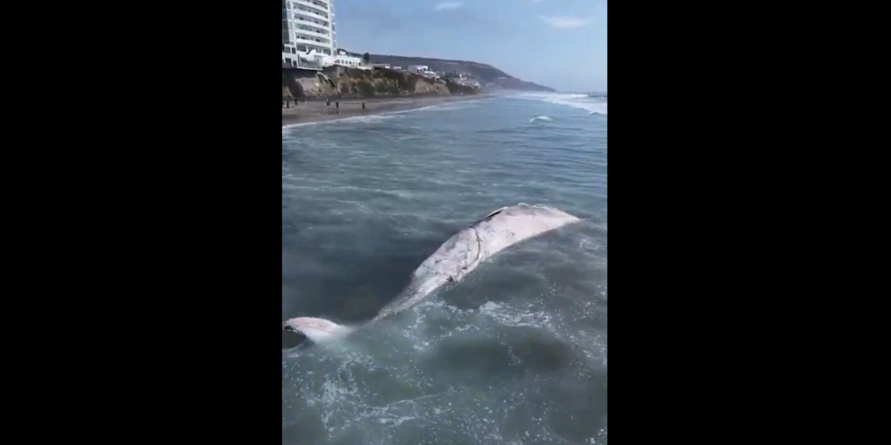 Hallan sin vida a ballena de 12 metros en playas de Tijuana