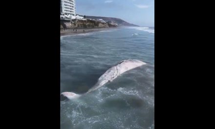 Hallan sin vida a ballena de 12 metros en playas de Tijuana